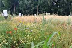 20230701_Beikraeuter