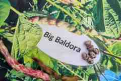 20231007_Bohne_Big_Baldora