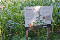 20240718_MILPA-Beet